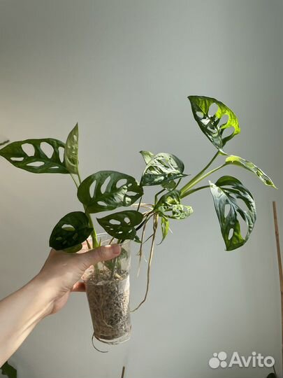 Монстеры и филодендроны