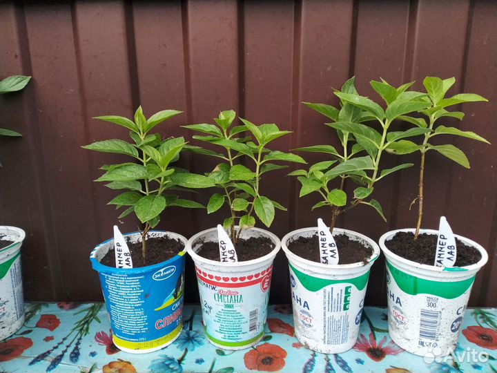 Гортензия метельчатая