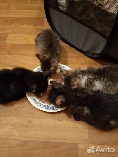 Спасаем котят