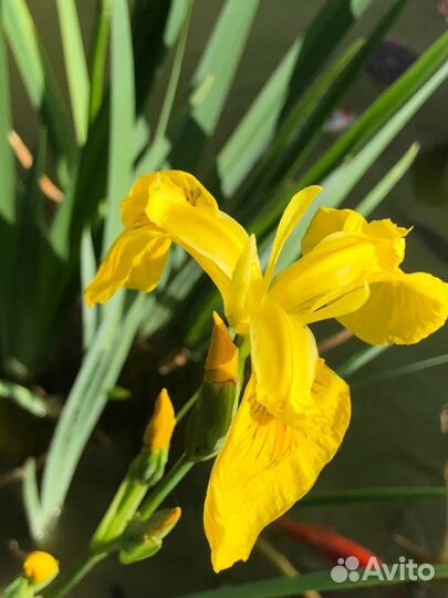 Растение для пруда