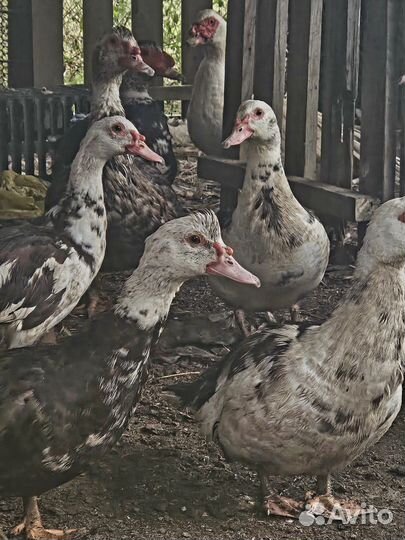 Мускусные утки тяжелые линии индоутки