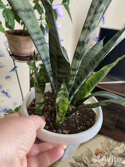 Сансевиерии разные