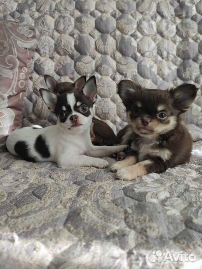 Щенки чихуахуа