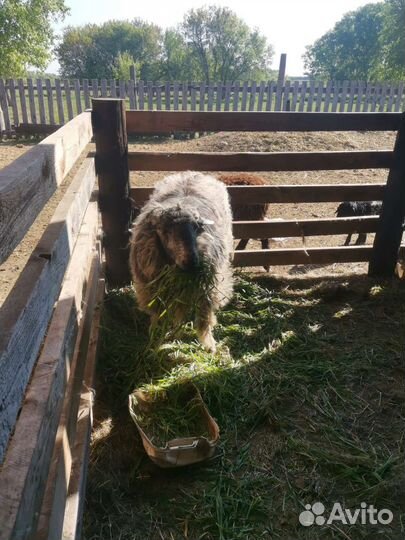 Эдильбаевский баран