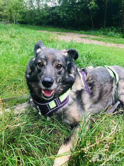 Собака 8 лет не выходила гулять