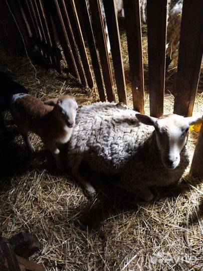 Овцы бараны ягнята