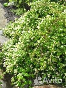 Стефанандра надрезаннолистная