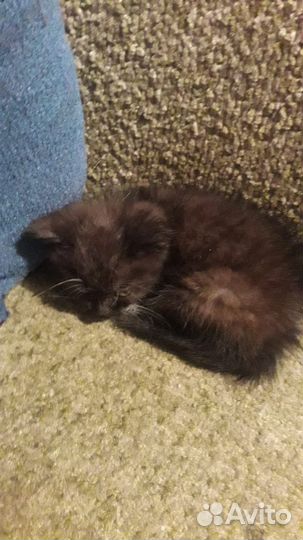 Котёнок