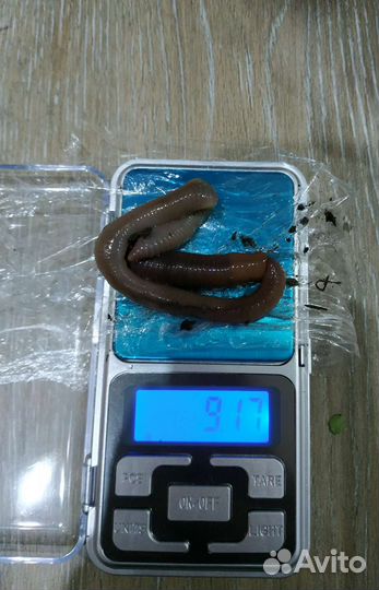 Червь выползок