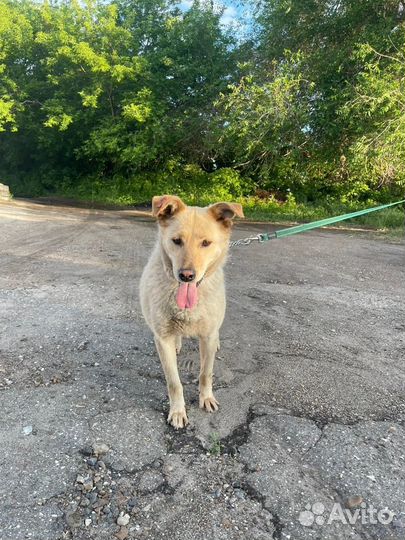 Собака в добрые руки