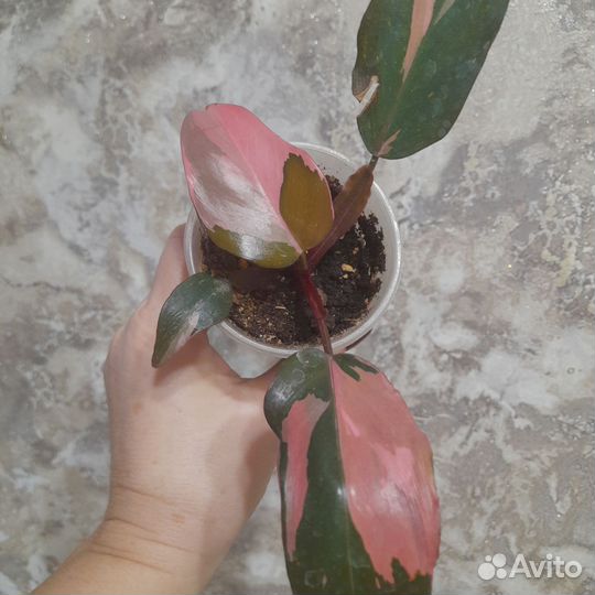 Филодендрон Розовая принцесса