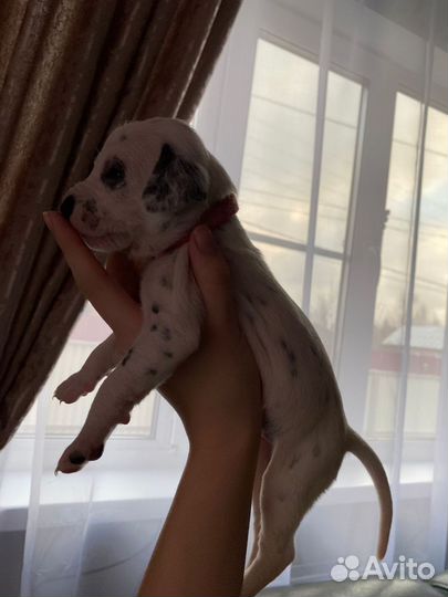 Детки далматины