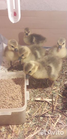 Гусята суточные