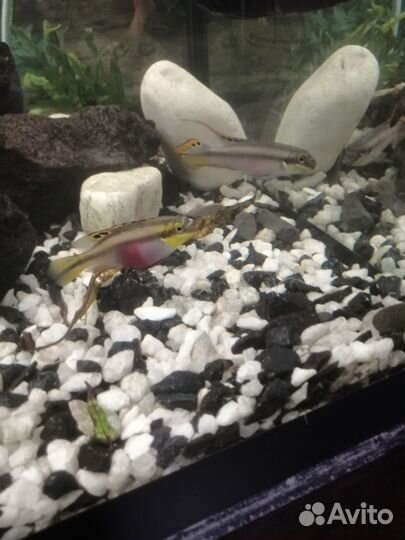 Аквариумные рыбки.Сомики Анциструсы Супер Ред