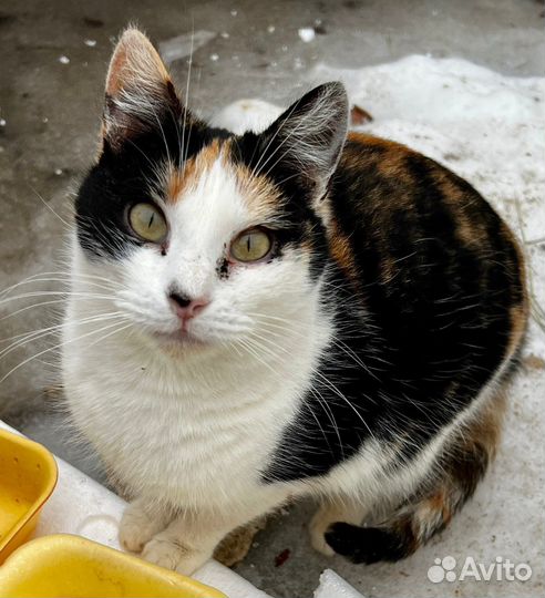 Кошки в добрые руки