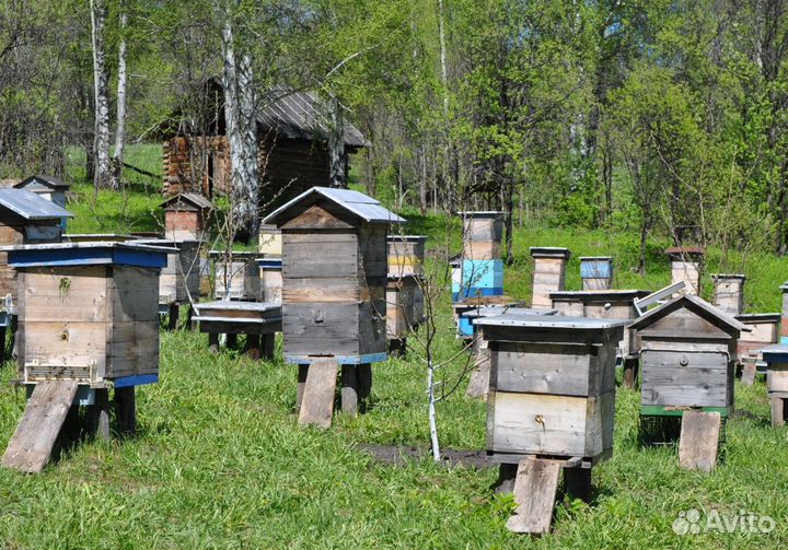 2024 Мед натуральный из Алтая опт