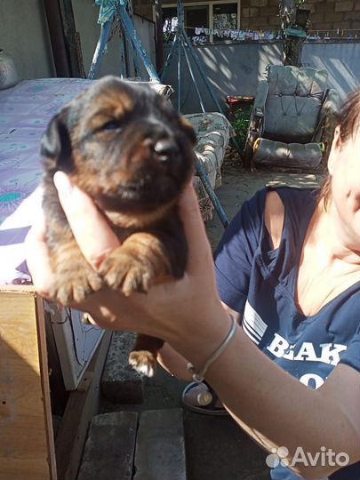 Метис Ягдтерьера и Джекрассел а