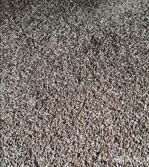 Фуражный овёс, Кормовая пшеница на корм