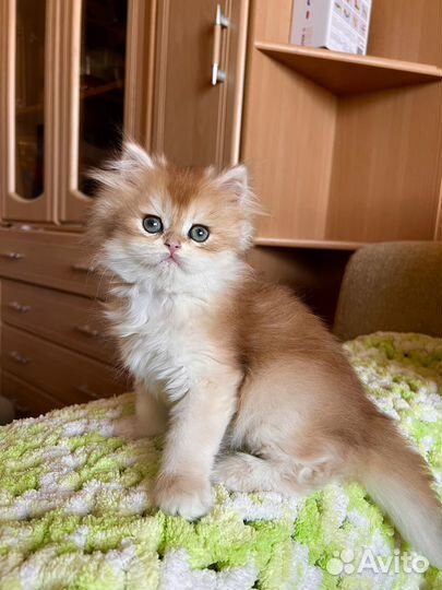 Британская золотая шиншилла котята