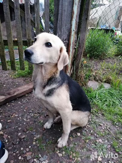 Отдам бесплатно щенка