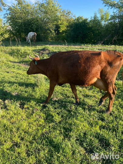 Коровы дойные молочные