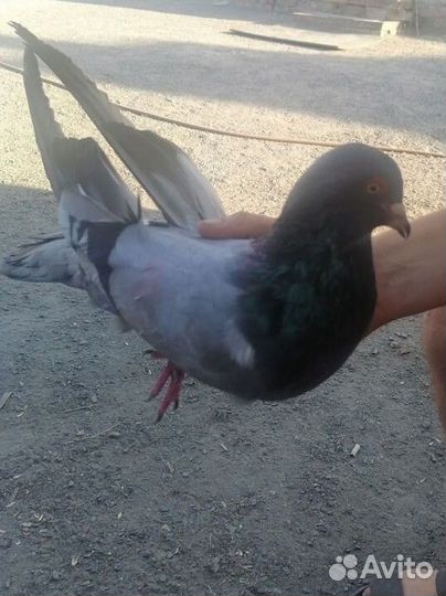 Голубь Римский