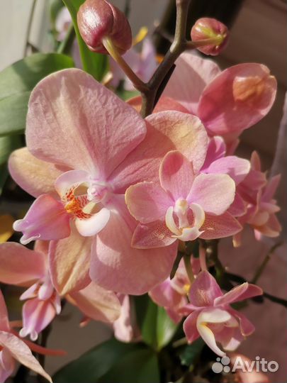 Орхидея фаленопсис парфюмерная фабрика