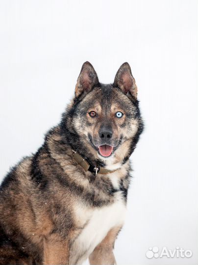 Харизматичный Рэкс - пес с длинной историей