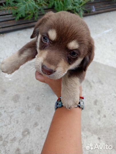 Маленькая собака в добрые руки бесплатно