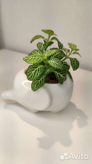 Флорариум мини