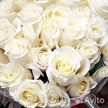 Высокие розы Гигантские розы 110