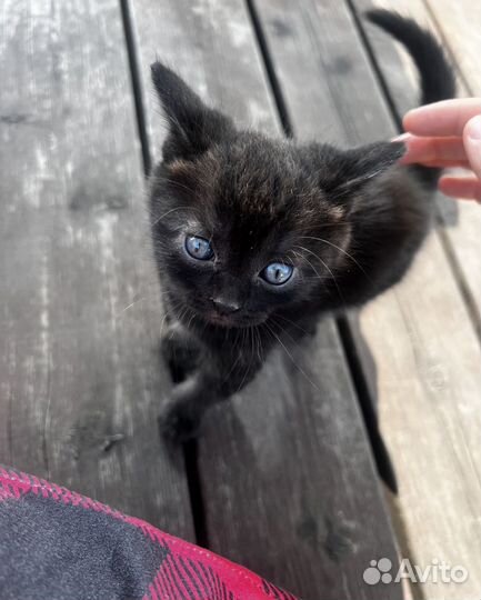 Котята (олухи) в добрые руки
