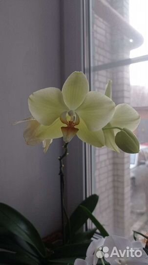 Орхидея фаленопсис