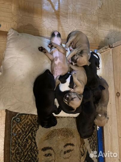 Щенки питбуля