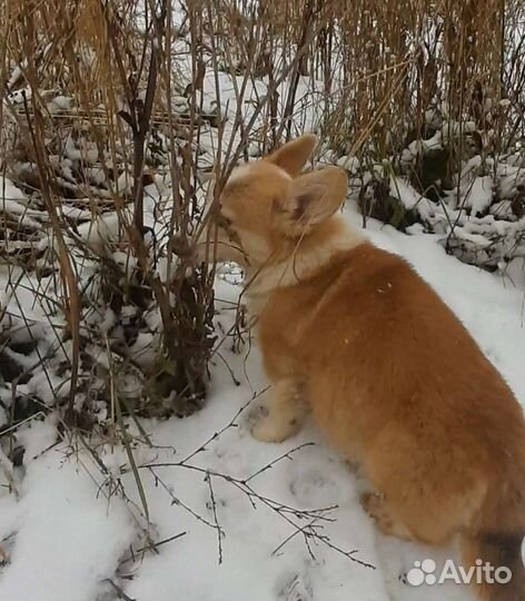 Вельш-корги пемброк