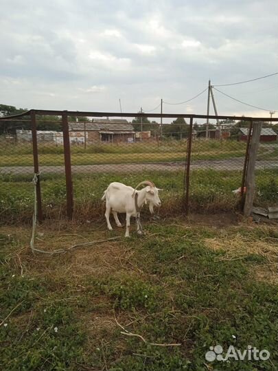 Зааненские козы дойные