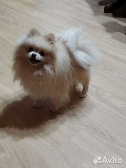 Немецкий шпиц померанского типа