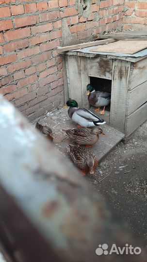 Утки подсадные для охоты