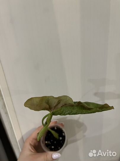 Сингониумы