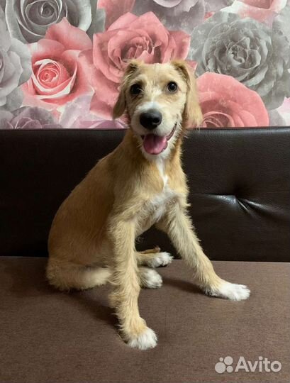 Помесь эстонский гончий