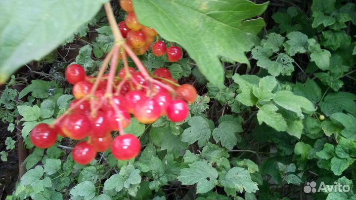 Красная Калина ягода под заказ