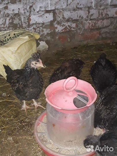 Инкубационное яйцо