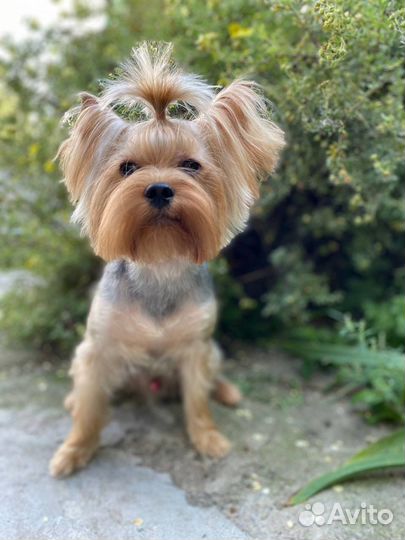 Йоркширский терьер мальчики