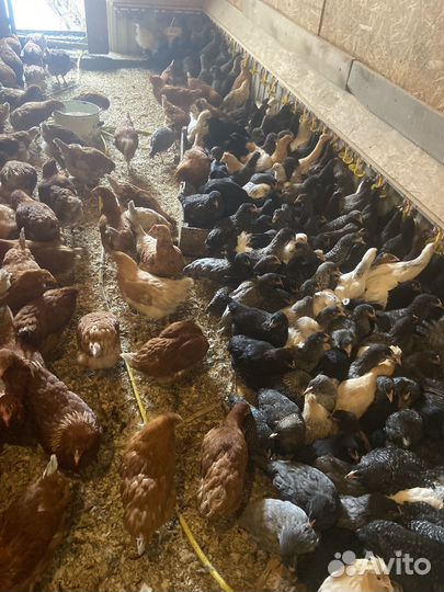 Куры несушки разной породы