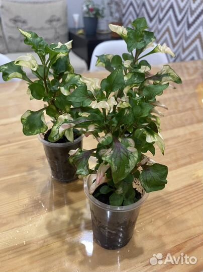 Альтернантера