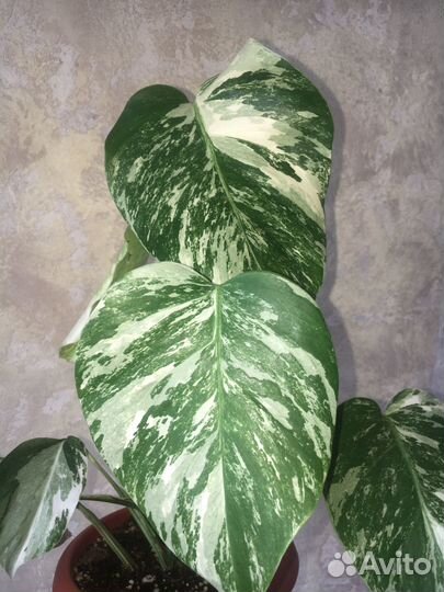 Растения для дома,Радигрин для укоренения