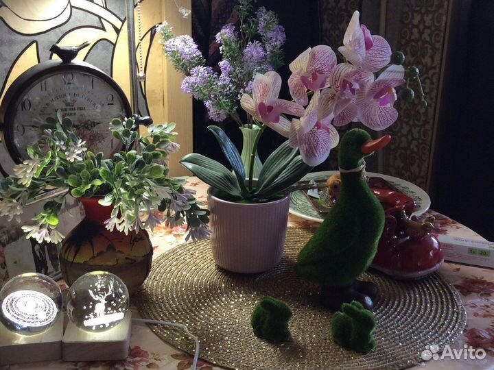 Цветок орхидея