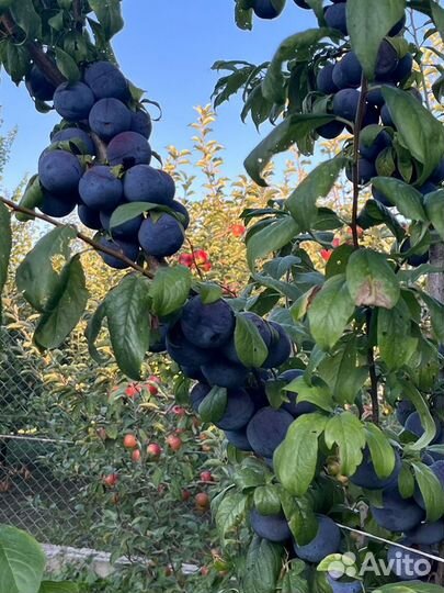 Слива анжелина