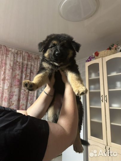 Немецкая овчарка