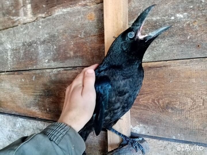 Черный Ворон птенцы